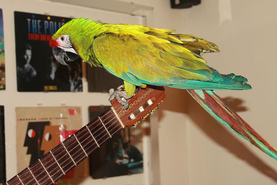 macaw, colors, ave, parrot, bird, pet, large parrot, parrot at home HD wallpaper