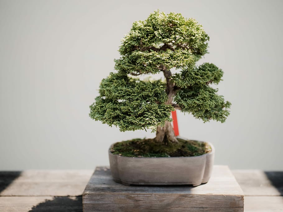 photo of green leafed bonsai plant on brown pot, bonsai tree on brown wooden board, HD wallpaper