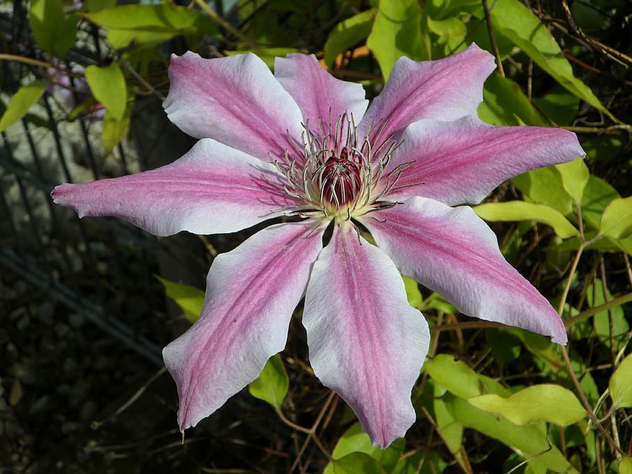 clematis, blossom, bloom, flower, purple, flowering plant, fragility HD wallpaper