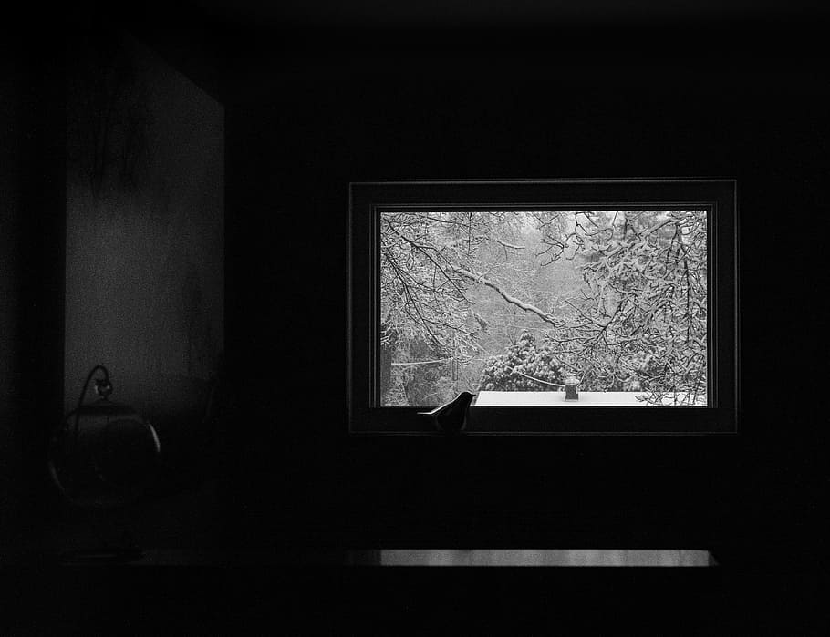Bird, Window, Winter, Alone, Isolation, black And White, black Color, HD wallpaper