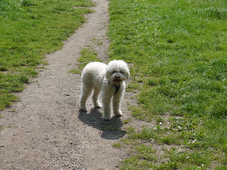 lagotto, dog, white, meadow, nature, out, dog portrait, mammal