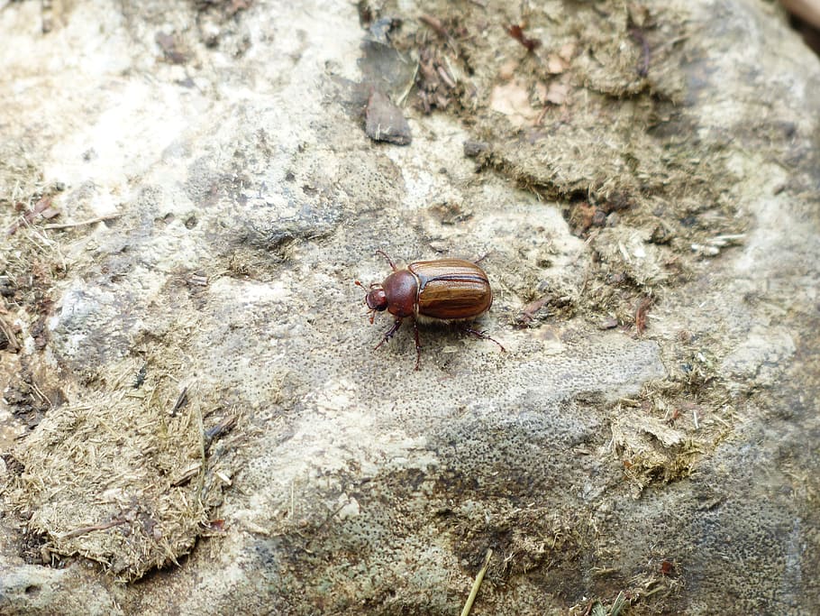 Chafer, Beetle, Insect, krabbeltier, ribbed nicole beetle, amphimallon solstitiale HD wallpaper