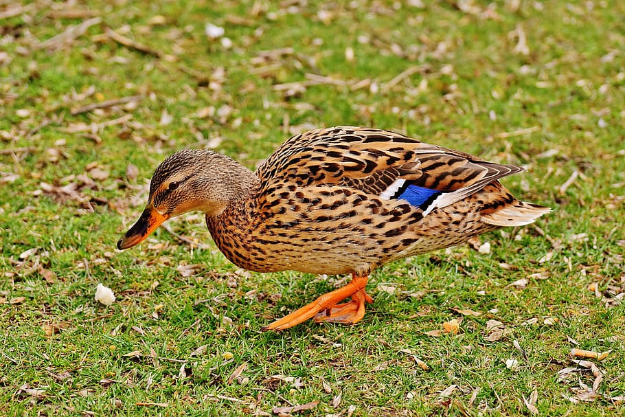 mallard duck walking on green grass during daytime, brown, animal world, HD wallpaper