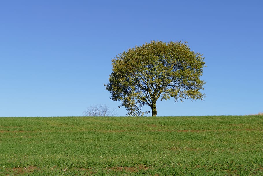 nature, landscape, grass, tree, panoramic, field, sky, plant HD wallpaper