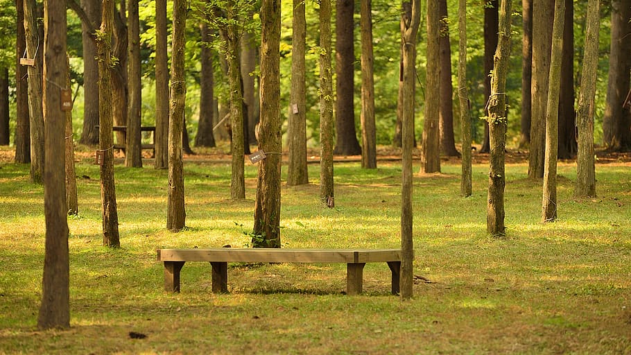 namiseom island, namiseom island recreation area, tree, bench