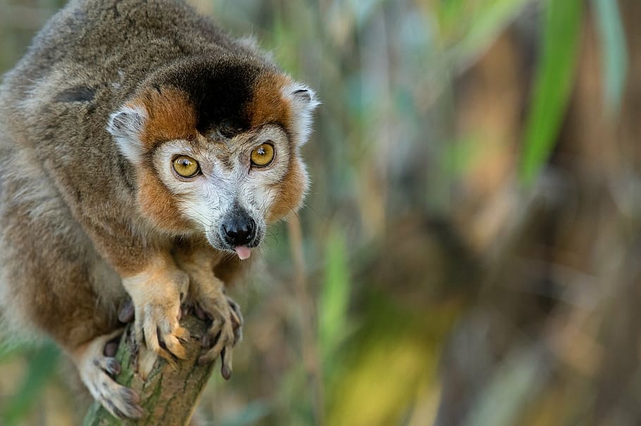 crowned lemur, portrait, looking, primate, zoo, head, habitat HD wallpaper