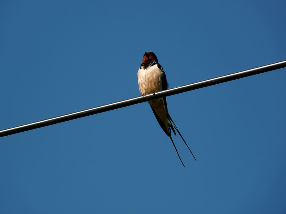 Swallow, Blue, Bird, summer, sitting, clear sky, animals in the wild HD wallpaper