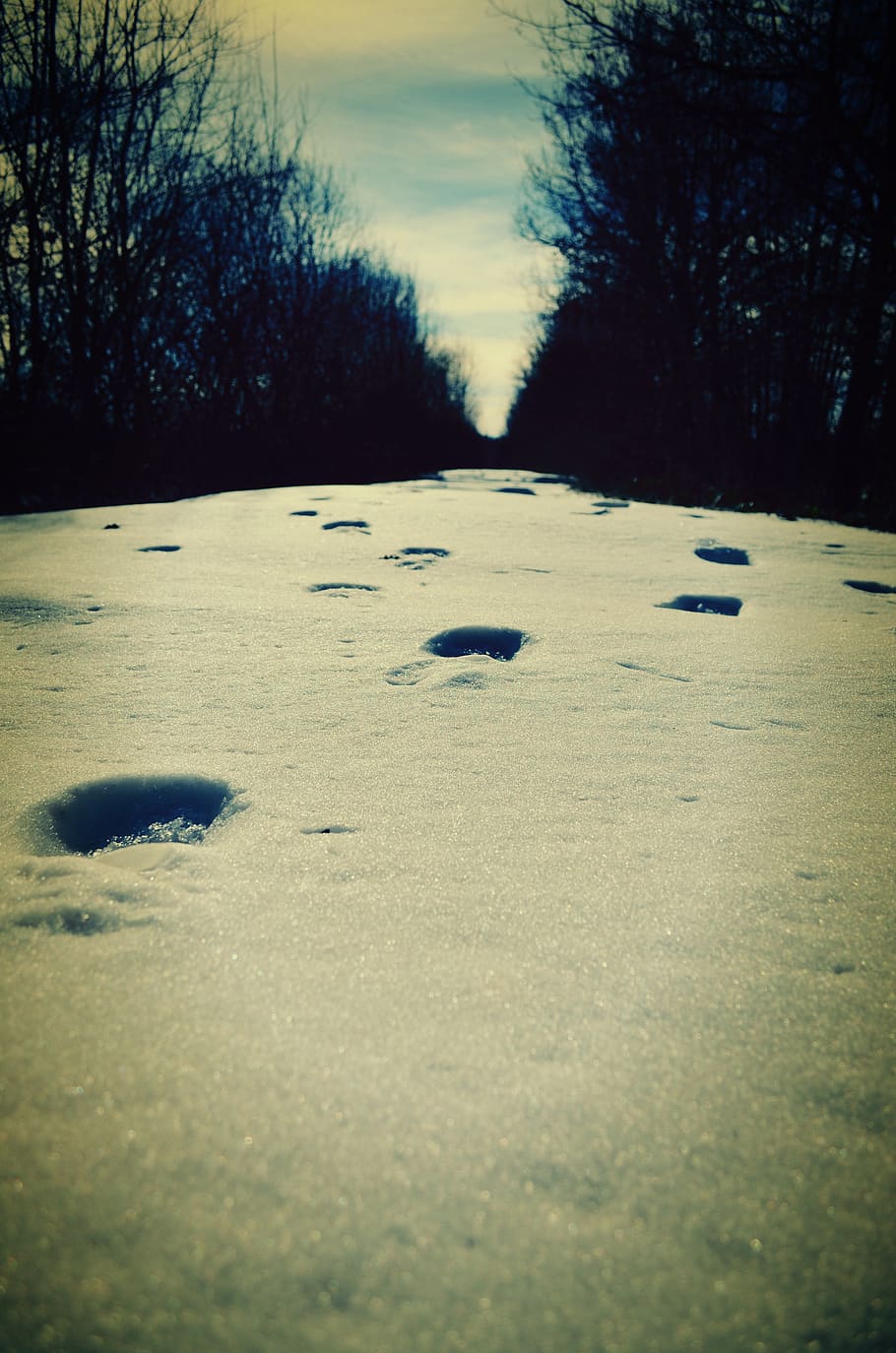 snow, winter, tracks, tree, plant, no people, nature, tranquility HD wallpaper