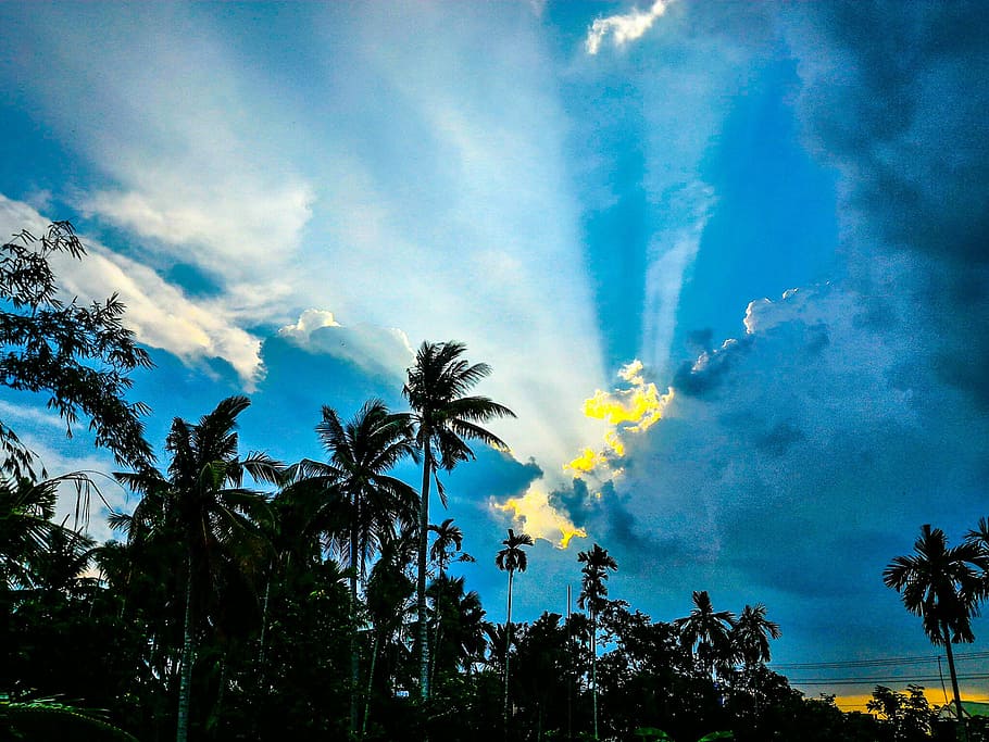 Shallow Focus Photography of Green Forest, clouds, coconut trees HD wallpaper