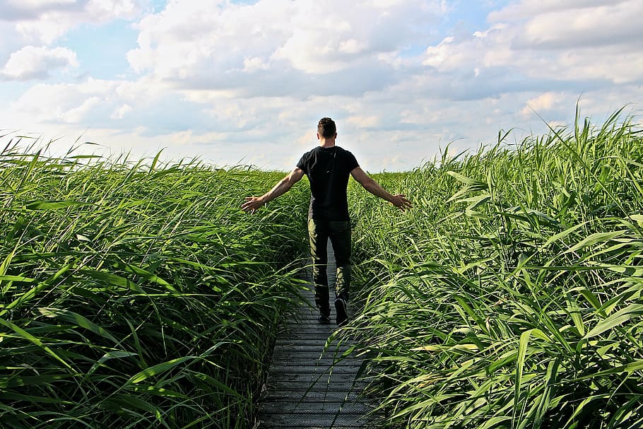 man walking on pathway surrounded by grass, high grass, relax