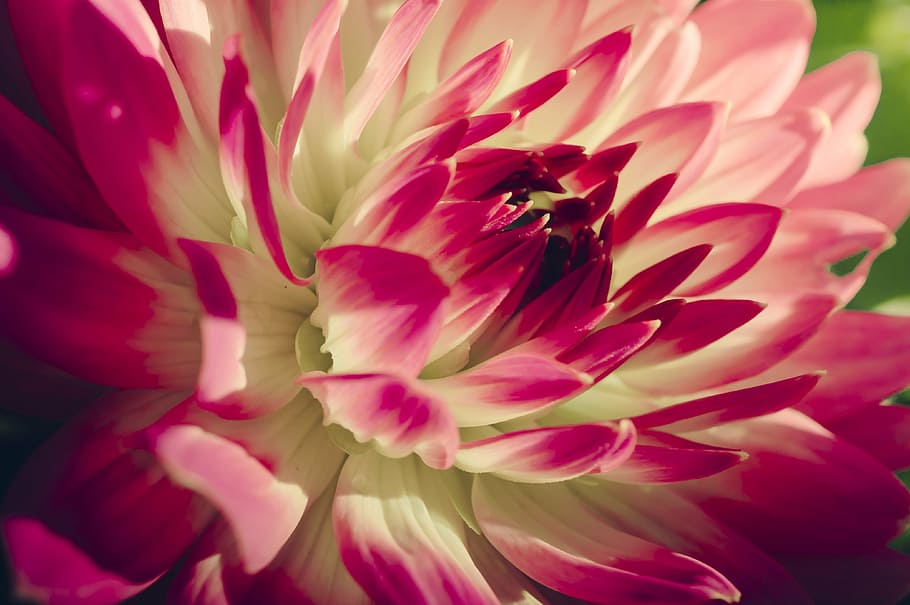 close up photography of white and pink Dahlia flower, flowers HD wallpaper