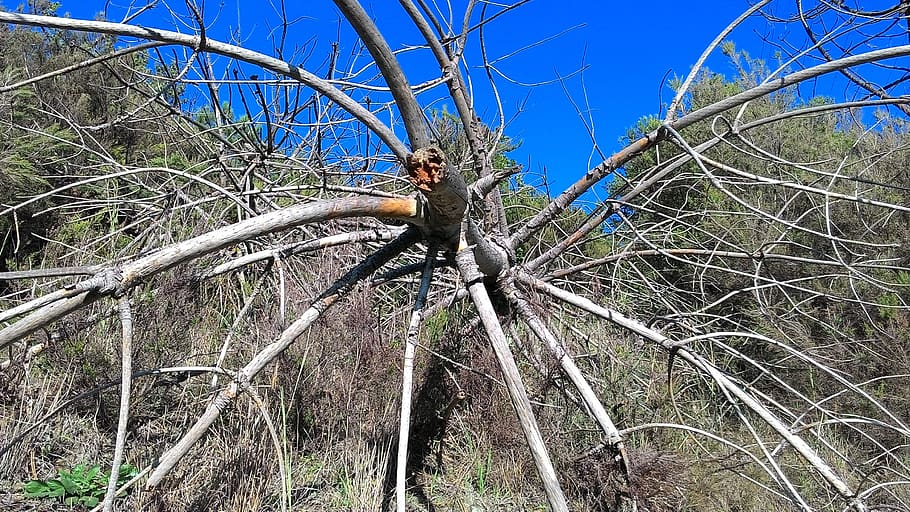 tree, trunk, tree trunk, dry branch, dead, log, firest, storm HD wallpaper