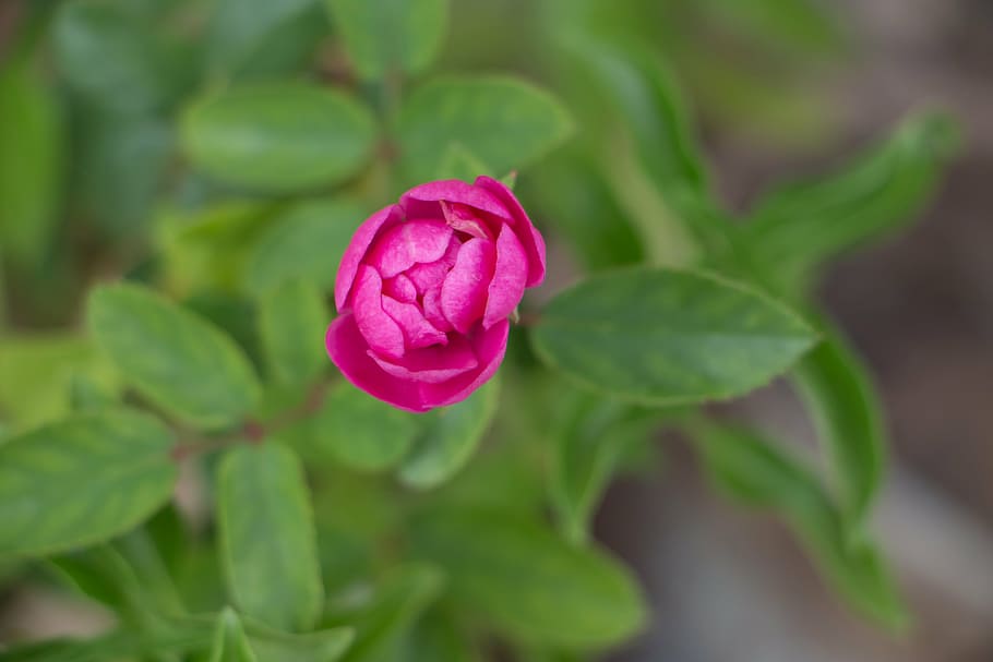 rose, flower, spring, rosa, green, nature, linda, beautiful HD wallpaper