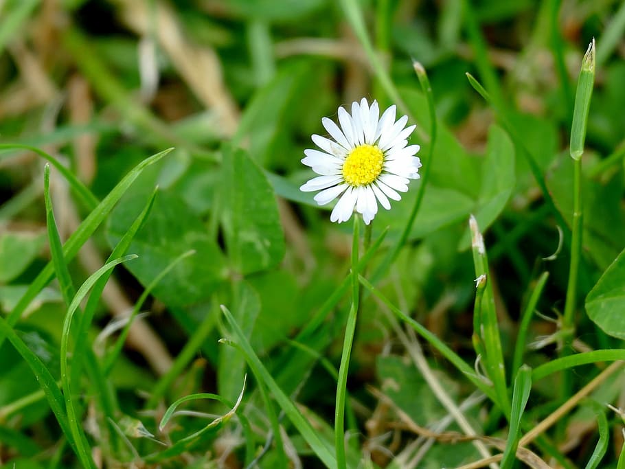 Daisy, Flower, Close, White, Grass, geese flower, nature, plant HD wallpaper