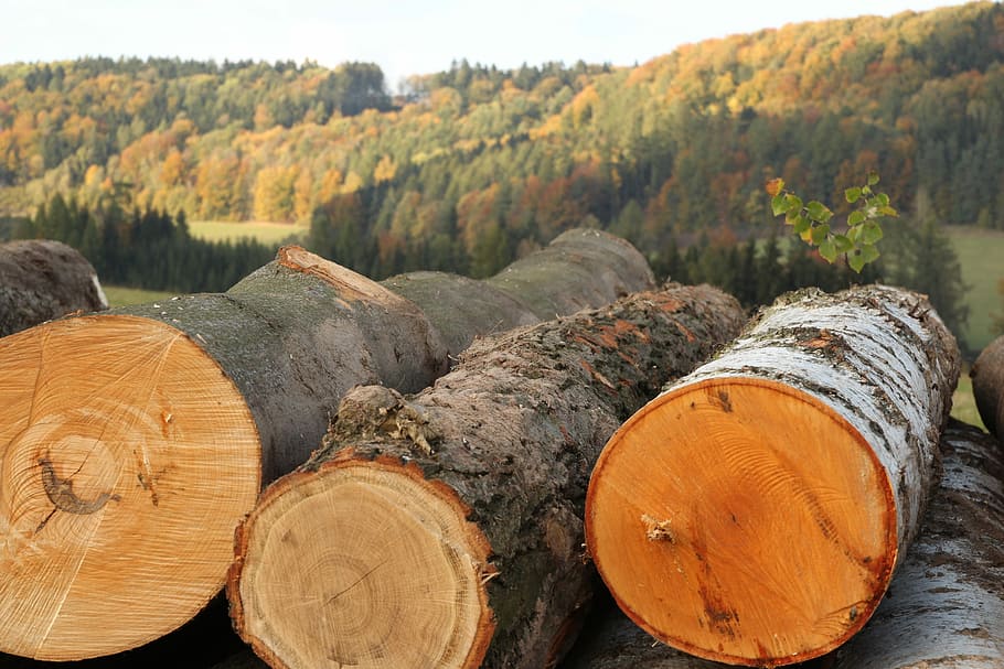 Wood, Strain, Forest, Tree Bark, trees, nature, rings, log HD wallpaper