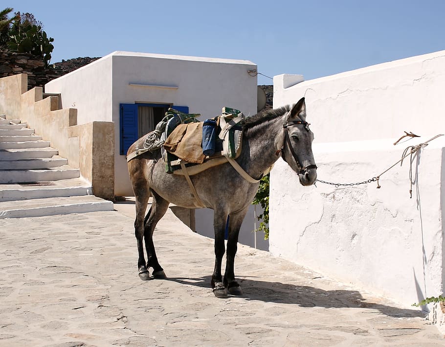 Greece, Milos, Donkey, outdoors, day, cold temperature, one animal HD wallpaper