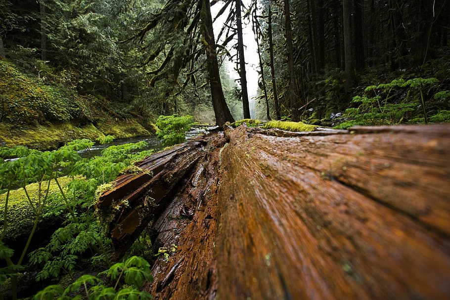 brown tree log surrounded by plants, wood, fallen, forest, nature