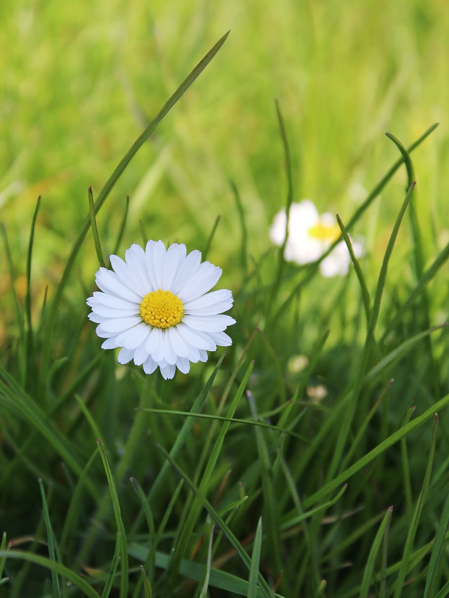 daisy, grass, meadow, pointed flower, nature, blossom, bloom HD wallpaper