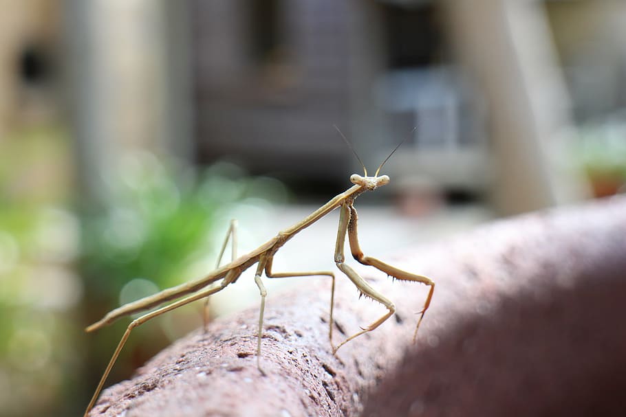 insect, praying mantis, bug, wildlife, one animal, animal wildlife HD wallpaper