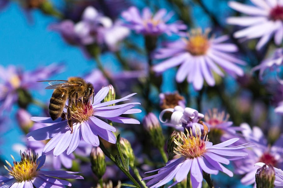 bee, insect, honey bee, close, macro, animal, asters, flowers HD wallpaper