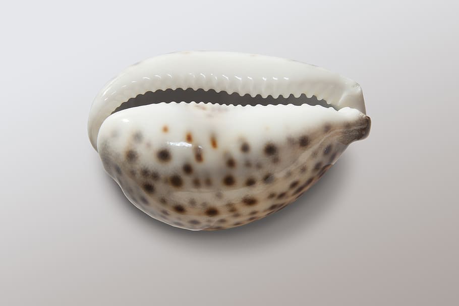 white and beige shell, cowrie, cowries, porzellanschnecke, porcelain