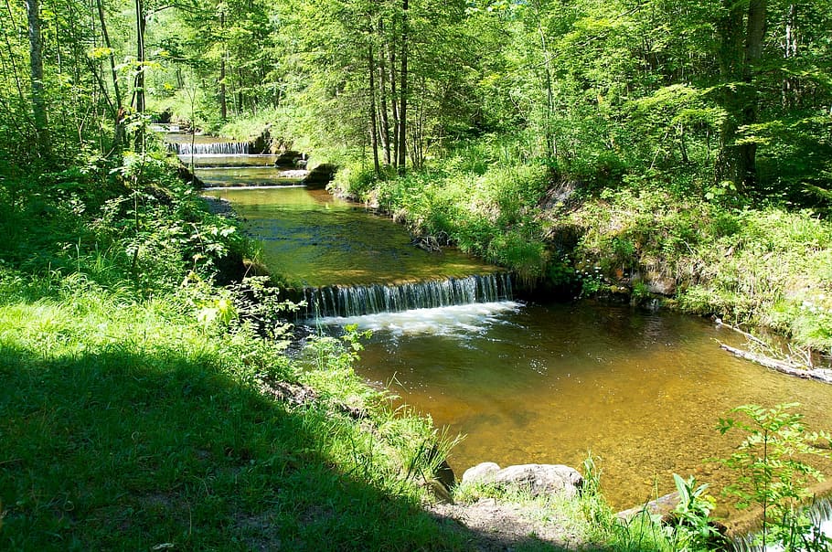 Forest, Bach, Water, Nature, Trees, reflection, scenics, outdoors HD wallpaper