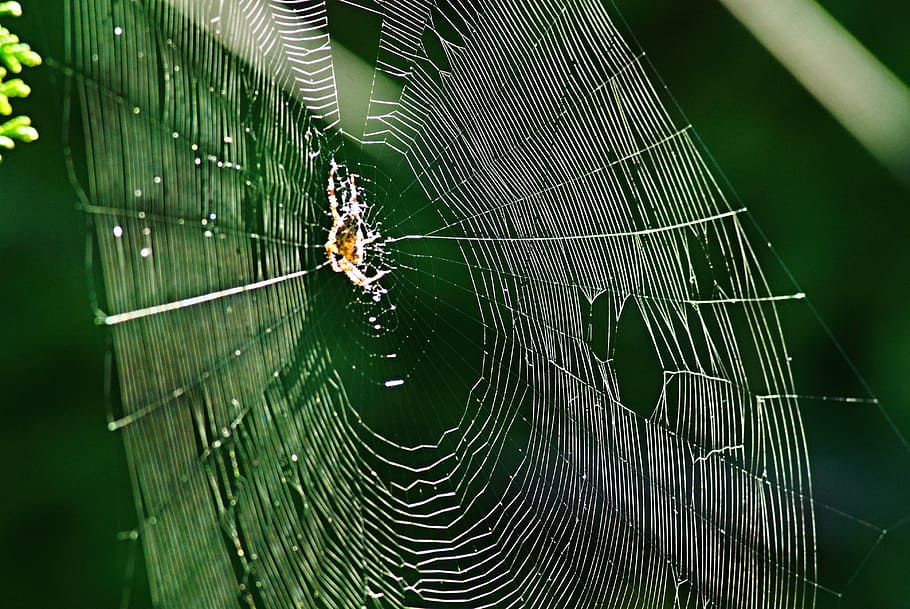 Web, Spider, Sun, Crusader, Garden, macro, detailed, insect HD wallpaper