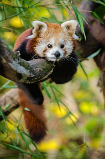 Red Panda on tree branch, animal, cute, wildlife, zoo, one animal HD wallpaper