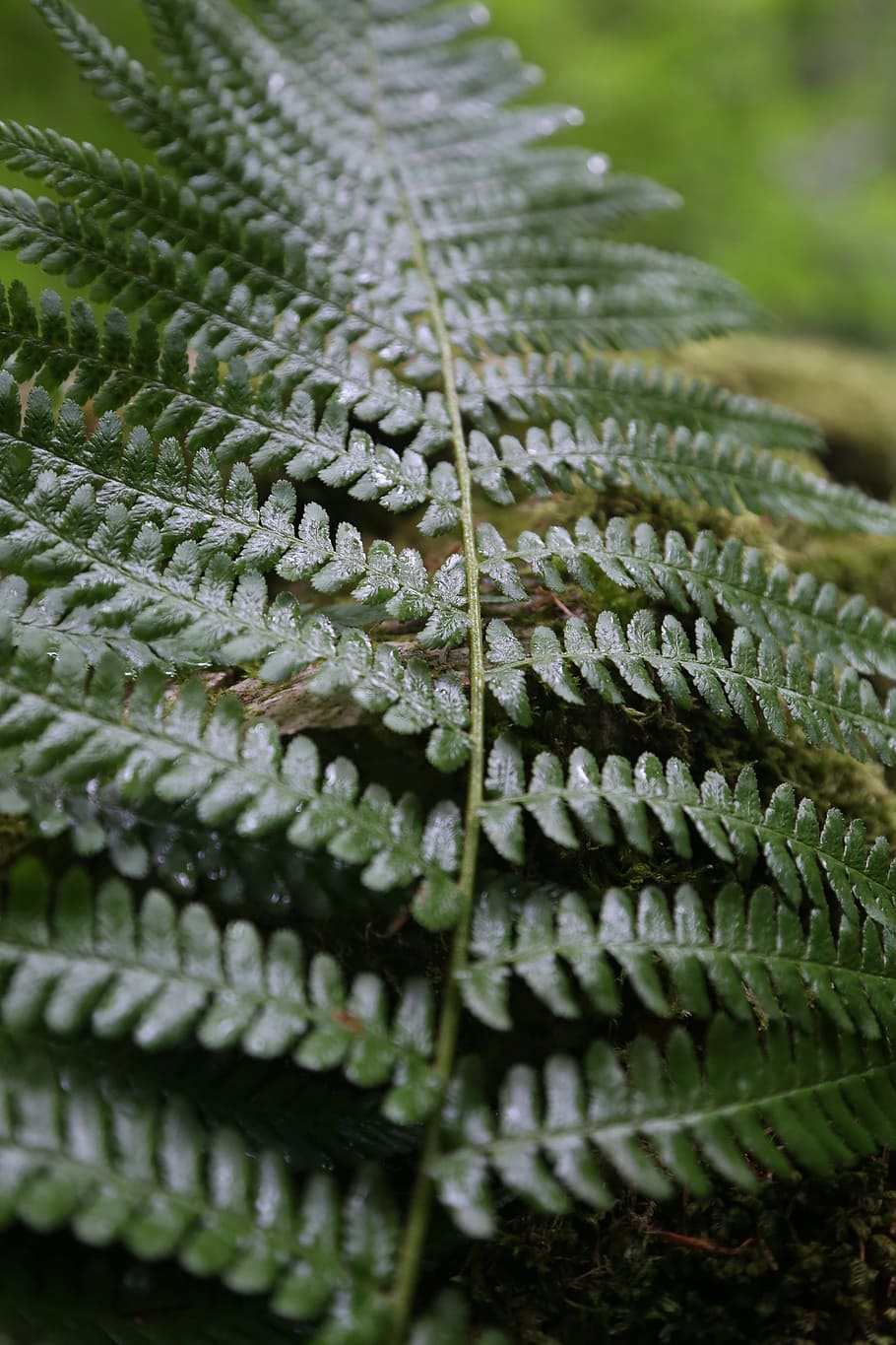 fern, forest, close-up, selective focus, green color, no people HD wallpaper