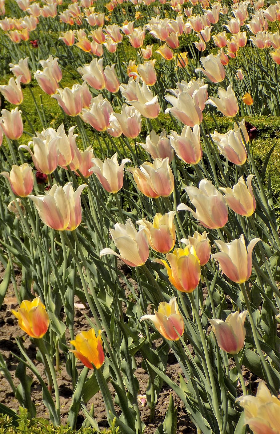 tulips, flowers, spring, flowering plant, beauty in nature HD wallpaper
