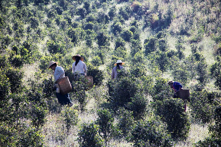 tea pickers, tea picking, work, plant, tree, day, nature, land HD wallpaper
