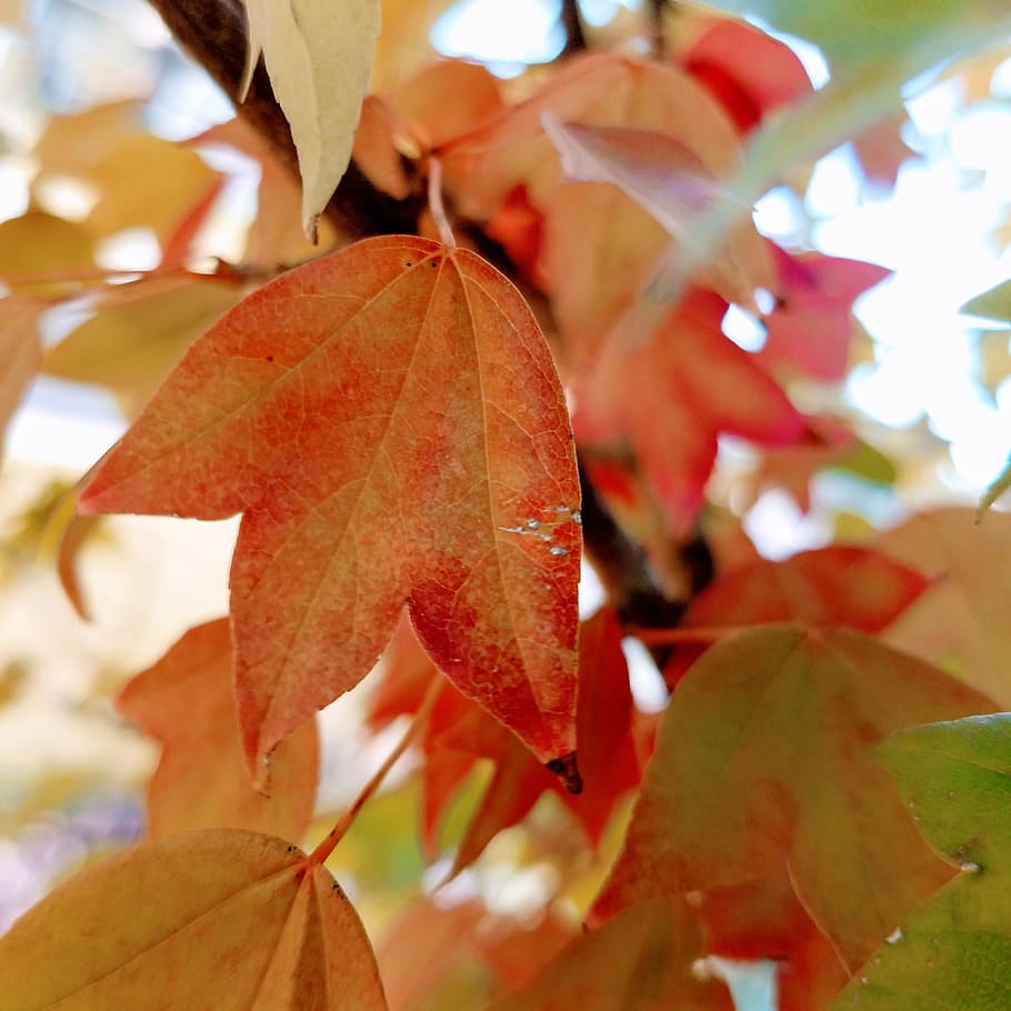fall color, autumn, colorful, tree, leaf, plant part, change HD wallpaper