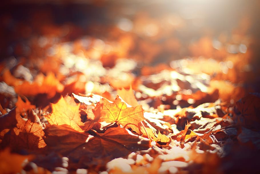 selective focus photography of brown leaves, brown withered leafed HD wallpaper