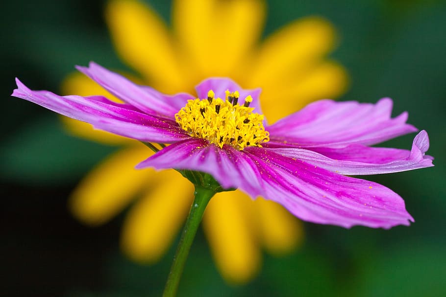 flower, purple, close, violet, summer plant, flowering plant HD wallpaper