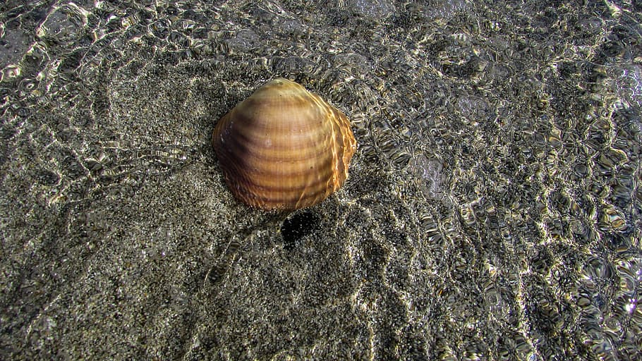 shell, beach, sea, sand, summer, water, reflection, underwater HD wallpaper