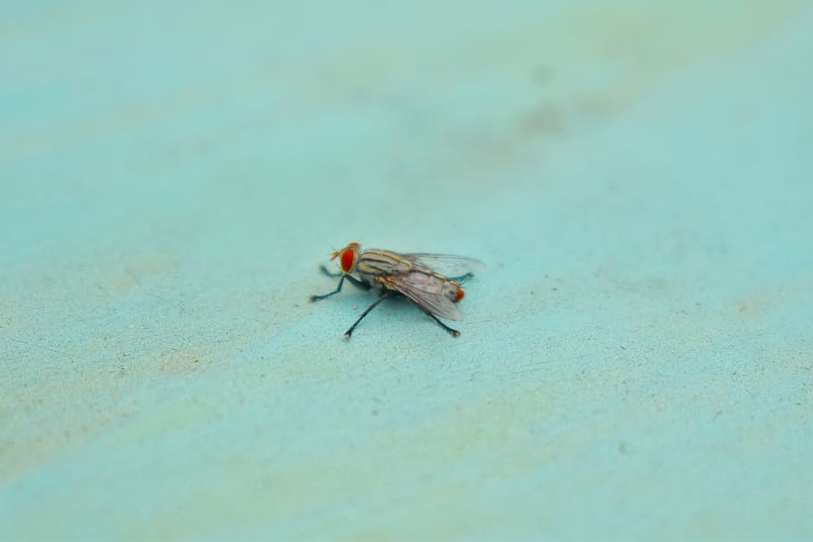 fly, red eye, insect, housefly, animal, invertebrate, animal themes HD wallpaper