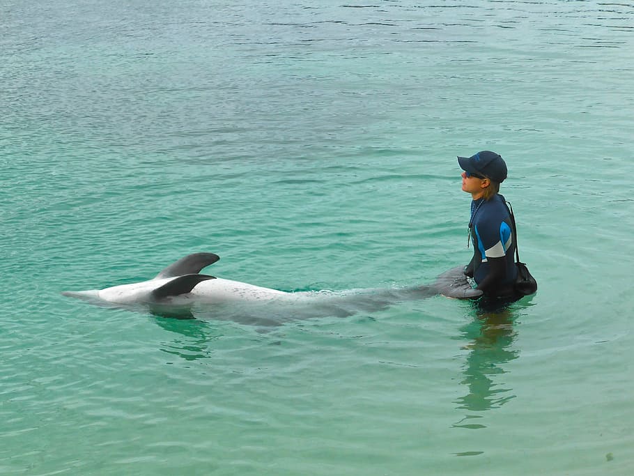 dolphin, training, show, wildlife, marine, performance, play HD wallpaper