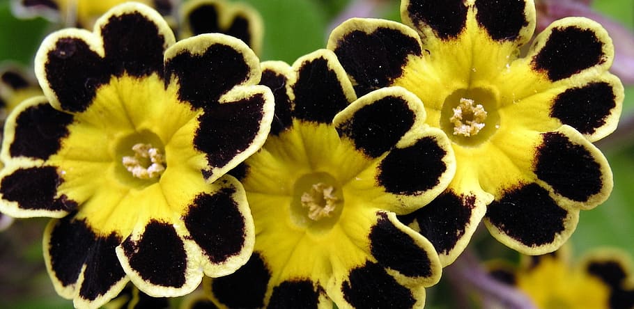 flower, bloom, primula, plant, flower head, beauty in nature HD wallpaper