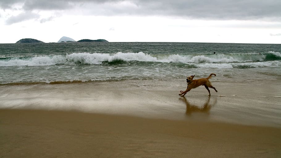 dog running on seashore at daytime, dogs, beach, playing, playful HD wallpaper