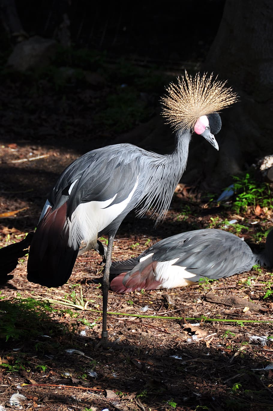 Bird, Fly, Wings, Feather, Wildlife, beak, dom, outdoor, avian HD wallpaper