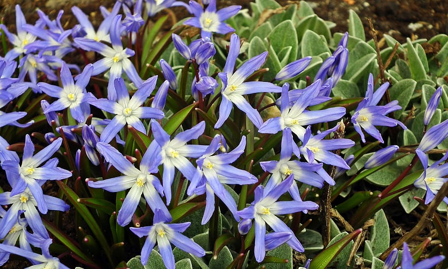 flower, blue, spring, closeup, nature, plant, flowering plant HD wallpaper