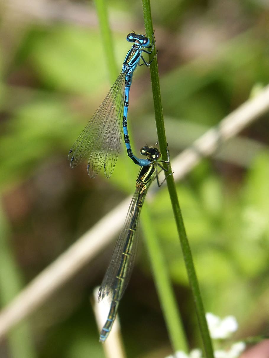 dragonflies, reproduction, copulation, mating, blue dragonfly-insects HD wallpaper