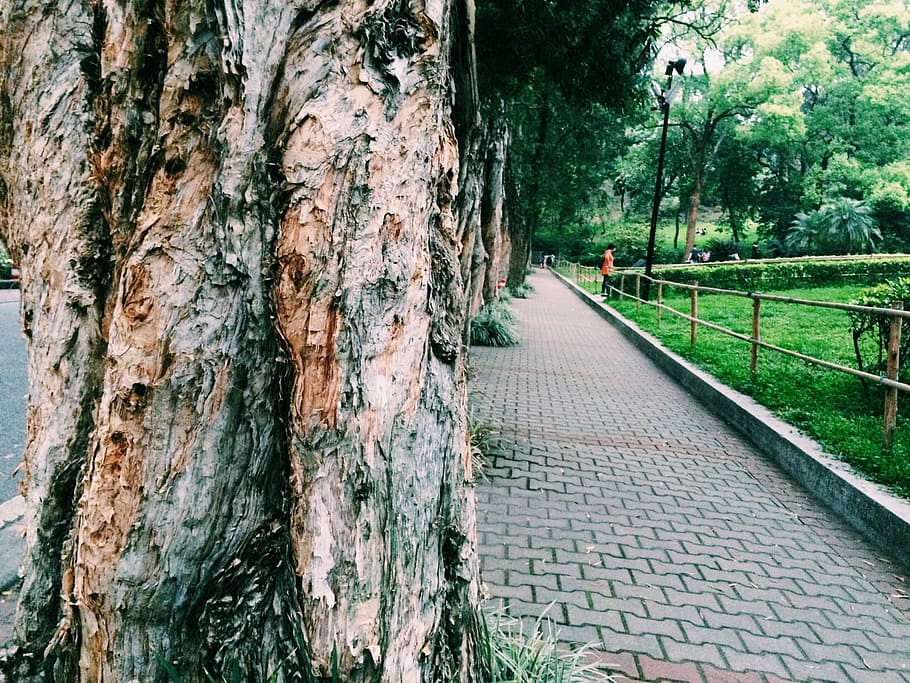 Big Trees, Views, park, tree trunk, textured, day, focus on foreground HD wallpaper