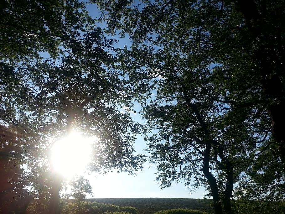 nature, tree, landscape, sun, evening, light, plant, sky, growth HD wallpaper