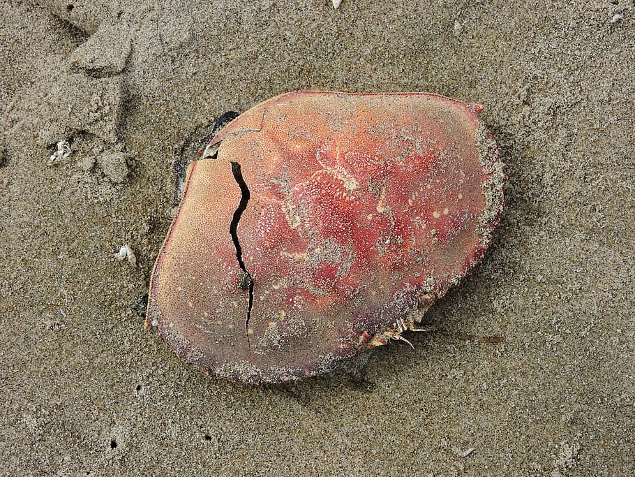 beach, crab shell, sand, land, high angle view, sea, nature HD wallpaper