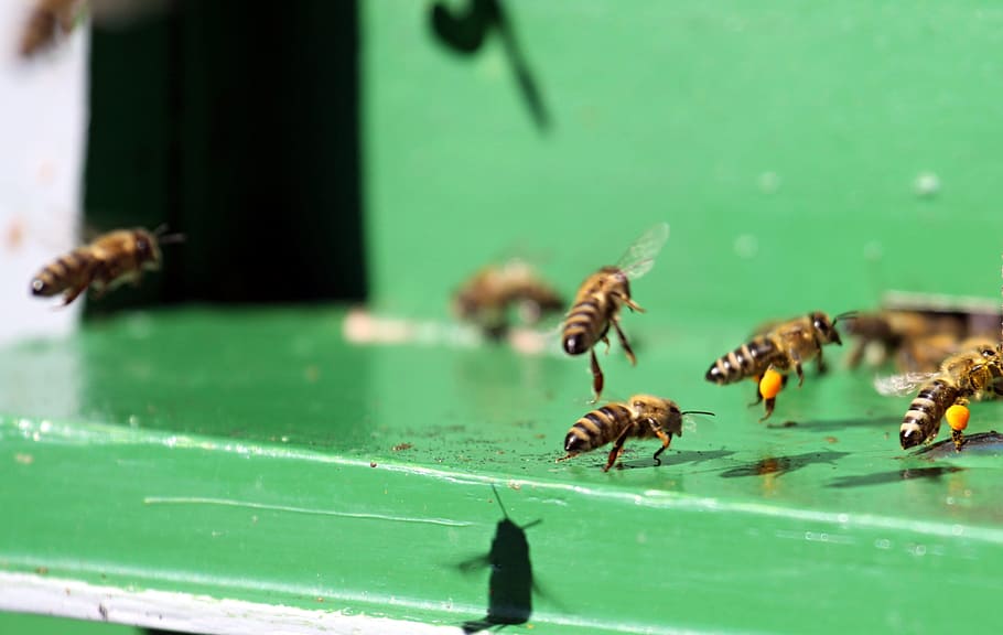 Hive, Beehive, Animals, bees, insect, landing, animal themes HD wallpaper