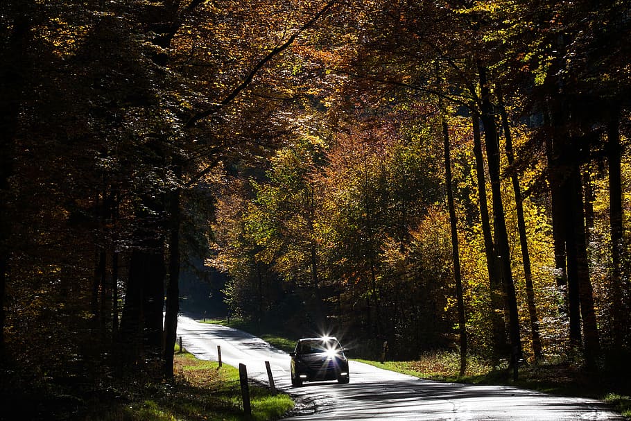 road, auto, forest, autumn, fall foliage, golden autumn, leaves HD wallpaper