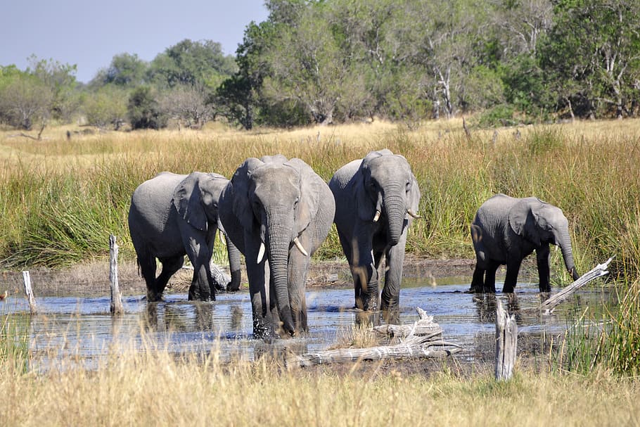 four gray elephants, africa, okavango delta, wildlife, nature, HD wallpaper