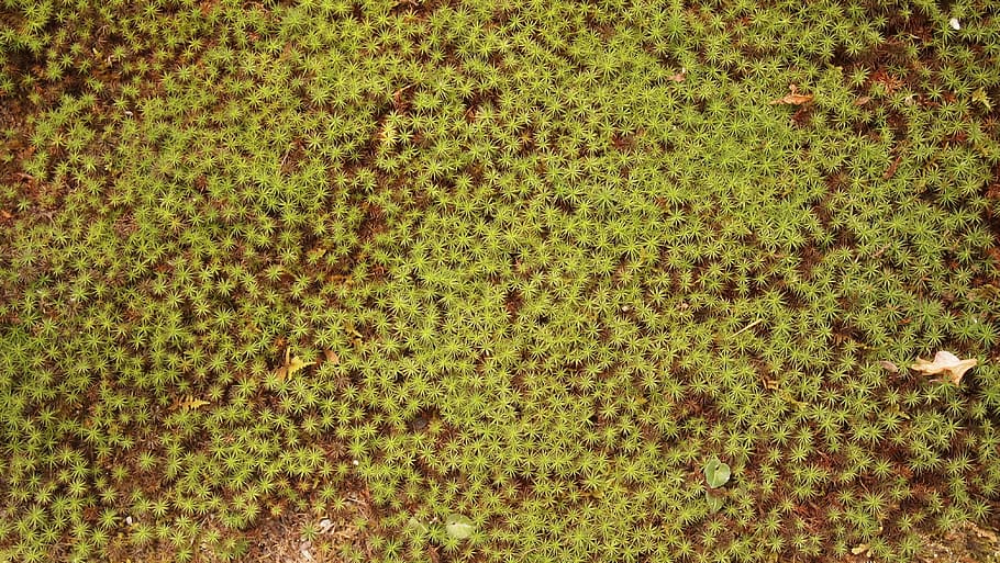 Land, Pool, Moss, Nature, Floor, green color, backgrounds, full frame HD wallpaper