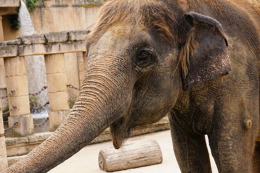 close up photo of elephant at daytime, structure, tusks, ivory
